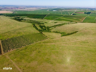 Teren arabil de 83.52 hectare în Dângeni