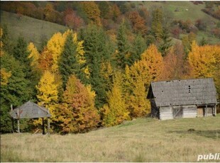 Teren cu pădure de vinzare de 4700mp comuna oncesti MM