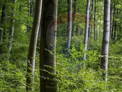Teren Pădure, Extravilan vanzare, in Mures, Miercurea Nirajului, Nord-Est