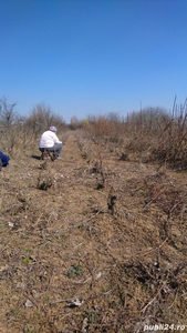 Vand 400 mp teren intravilan in Adunatii Copaceni strada Gradinari. la 14 km distanta de Bucuresti