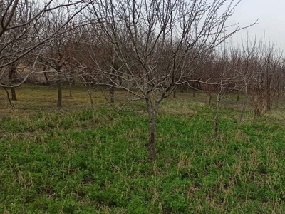 Vand livada pomi fructiferi