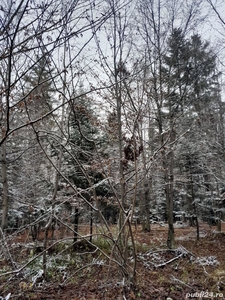 Vând pădure Părțești de sus jud. Suceava