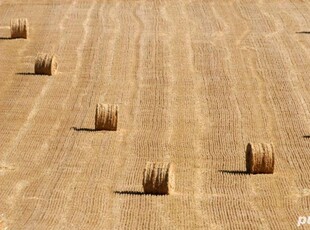 Cumpar teren agricol Galati