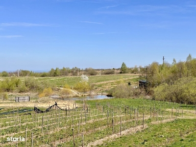 Teren Dangau Mare, casa, plantatii, lac, utilitati, 12.500 mp