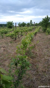 Teren + Vie + Livada in zona Muncelu Vrancea