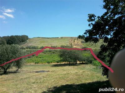 Arendă Cotnari/ Wineyard + land Cotnari