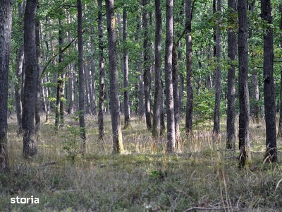 Oportunitate Excepțională de Investiții - 73 ha de Pădure în Prahova