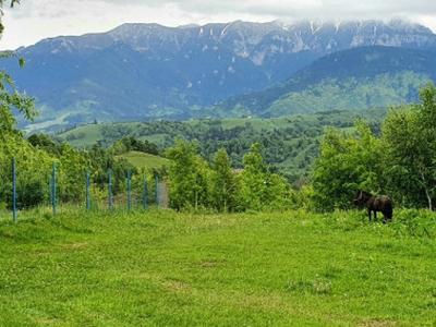 Teren 2500mp pentru casa de vacanta, Pestera, Brasov