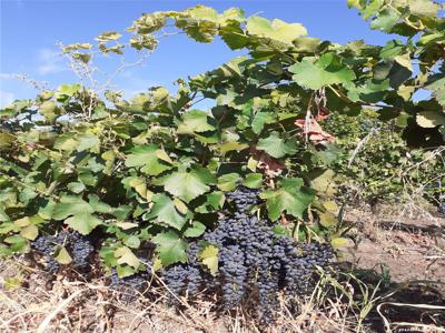 De vânzare Teren viticol și arabil