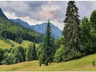 Teren Pădure, Extravilan vanzare, in Brasov, Vama Buzaului