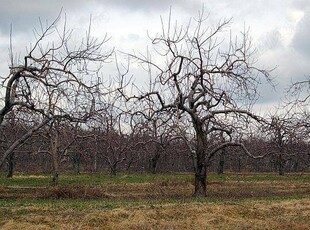 64 Ha teren agricol -livezi Bogati jud. Arges