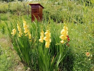 cabana de vacanța la munte