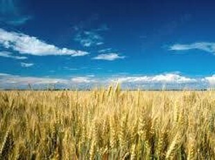 Ferma Agricola Bio iasi 600 Hectare