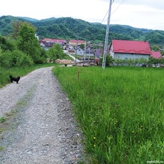 intravilan bistrita bargaului