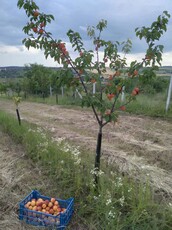 Livada pomi Teren extravilan CETARIU BIHOR ORADEA