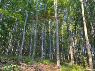 Pădure de vânzare Negresti-Oas