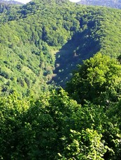 Pădure fag, stejar jud. Maramureș