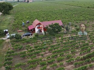 Podgorie în comuna Nicorești/Satul Fantani/județul Galați