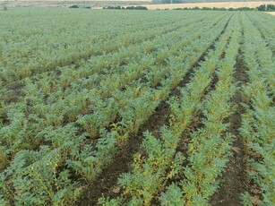 Preluam teren agricol in arenda.