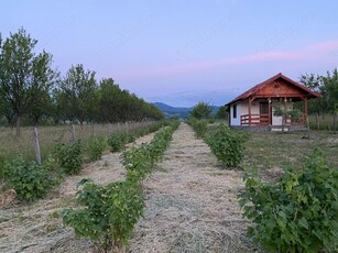 Teren cu plantatii si casuță de vacanta de vânzare