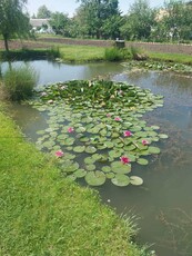 Teren de vazare in Rădăuți