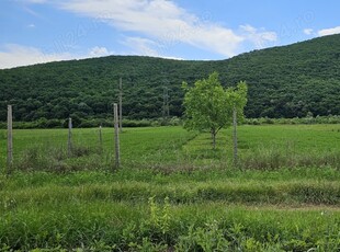 Teren intravilan livada de nuci de vanzare intre Sard si Ampoita