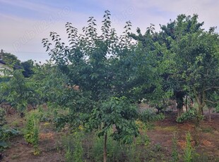 Teren pentru casa in Satu Nou, Medgidia, Jud. Constanta