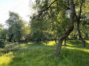 Vand livada cu meri fructiferi - Căsoaia - Araneag - Arad