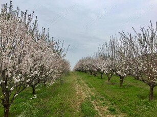 Vand Livada migdali,caisi,pruni -12.300 mp Terasa Dunarii Ostrov-Jud.Constanta