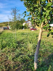 Vand teren 28 ari in Recea, Salaj. Unul intravilan de 10 si ceva si unul extravilan de 17 si ceva.