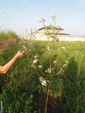 vand teren intravilan 1050 m, Crevedia Dambovita in cartierul Casa cu Tei