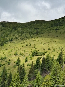 101 ha de pasune alpina de vanzare dintre care 30 ha de padure- suprafata compactata