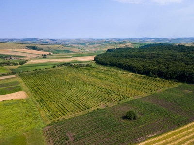 Investitie! Plantatie de alun 6,67ha langa Cluj Napoca