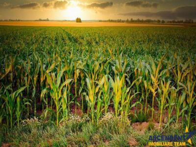 100.000mp, teren agricol, Ghidfalau, Covasna