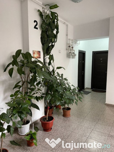 Aparatorii patriei oltenitei apartament ira