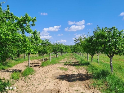 2 loturi teren extravilan+intravilan cu livada pruni (12 000mp=1,2 ha)