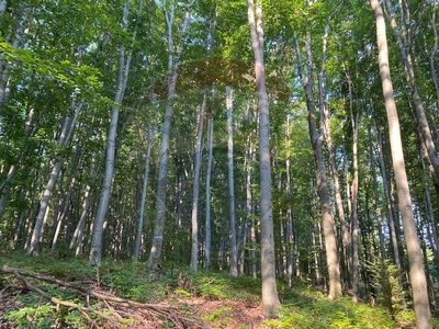 Teren Pădure, Extravilan vanzare, in Satu Mare, Negresti-Oas