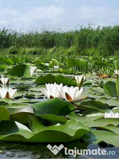 Teren intravilan Str Primaveri deschidere la lac