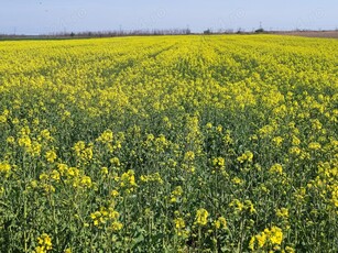 Luam in arenda teren agricol