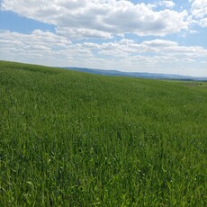 Vand teren extravilan agricol in Aroneanu