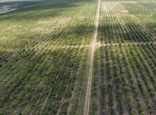 Ferma pomicola cu teren livada 270 ha - Timis