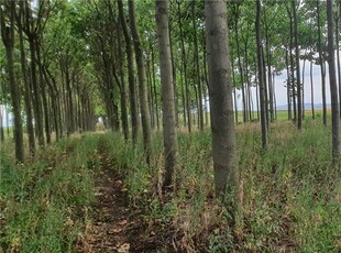 Vand plantatie de Paulownia in suprafata de 2,14 ha(teren intabulat)