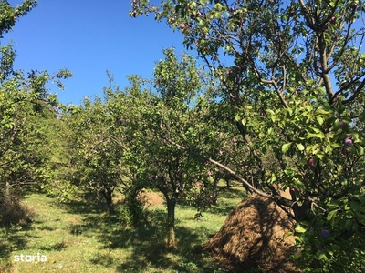 Teren extravilan cu plantatie fructifera