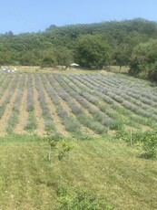 Casa renovata în stil occidental, cu plantație de lavanda!