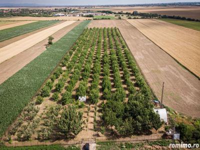 Livadă de nuci altoită și ecologică 2.5ha