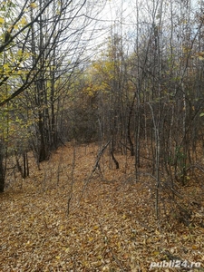 Vănd pădure în comuna Corbeni,jud.Argeș.