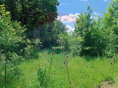 Teren Pădure, Intravilan vanzare, in Bucuresti Ilfov, Balteni