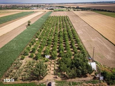 Livadă de nuci altoită și ecologică 2.5ha