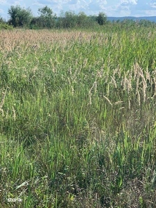 Vând teren in Sanmartin intravilan