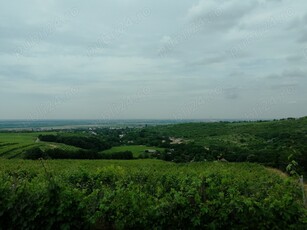 Plantatie vita-de-vie 9,5ha, afacere la cheie